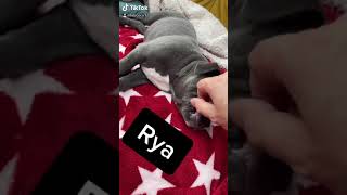 Rya Femelle Staffie 2 Mois