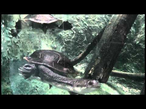 ニューギニアナガクビガメ New Guinea Snake-necked Turtle