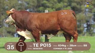 LOTE 34, 35 | Remate Braford Estância do Sossego 2021