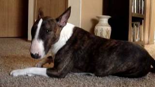 Bull Terrier