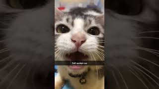 Cat That