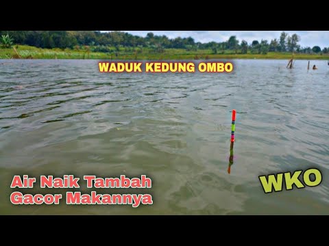 WKO Terbaru❗Air Naik Ikan Disini Malah Tambah Mudah || Mancing Waduk Kedung Ombo || WKO Hari Ini