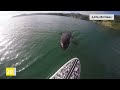 Top 40 Viral Videos of the Year 2018