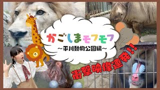 可愛い動物大集合鹿児島市平川動物公園を徹底満喫しよう前編もふもふ動画動物園Animalzoo