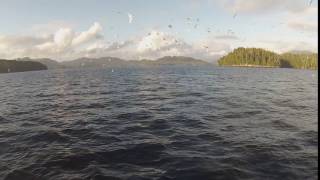 SEE THE BUBBLES