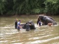 Elephant Ride & Swim in Thailand