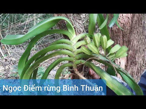 Một ngày đi săn Lan Ngọc Điểm rừng Bình Thuận hàng khủng _ Trâu rừng lá sọc