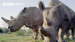 5 Amazing Rhino Conservation Moments Bbc Earth