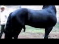Stallion