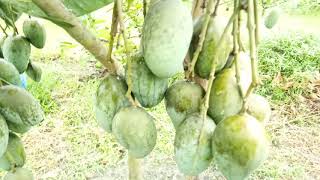 Rupali Mango Shajahan Mango Farm Matlob Chandpur 2020