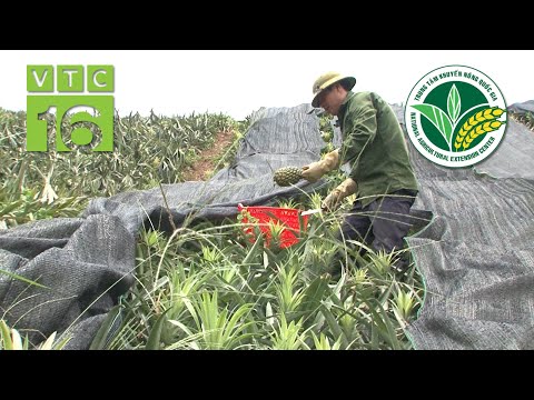 Trồng dứa trên đất cằn cỗi, thu 40 tấn/ha | VTC16