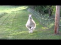 llama charging us! llama calls that work - not an attack or funny, just cute!