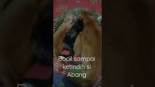 Si Abang Ikut Nenen Mama