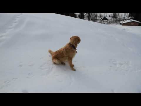 Golden Retriever Roxy Sliding Down The Hill