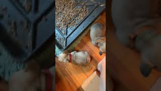 6 Weeks Old Frenchies And 4 Weeks Old Mini Mini Bull Terriers Play Together.
