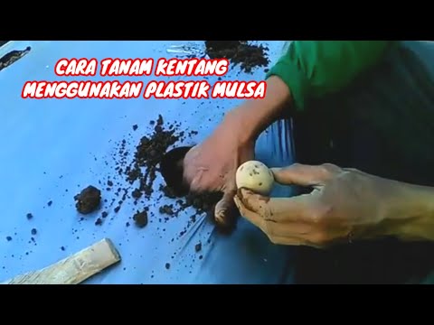 cara tanam kentang di plastik mulsa