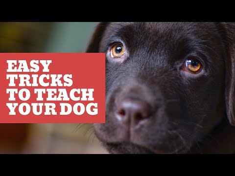 Proper Puppy Training