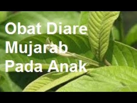 cara sederhana mengobati diare pada anak dengan daun jambu biji dan cara merebusnya