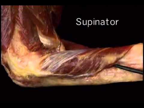 supinator muscle - YouTube