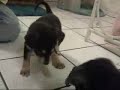 Puppy Vs. Mirror [Zoey]