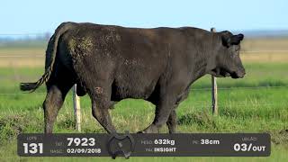 LOTE 131 - TOUROS ANGUS - LEILÃO SÃO BIBIANO 2021