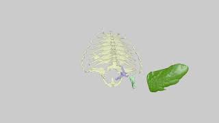 Xromm Animation Of Flipper Motion Of Loggerhead Sea Turtle