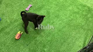 Aussie mix puppies Oliver & Ruby