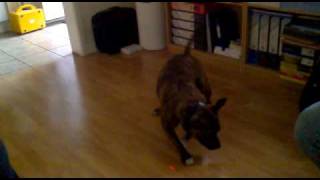 Max The Staffy Bull Chasing A Laser Pen