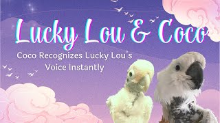 Coco Recognizes Lucky Lous Voice Atoo Recognizes Friends Voice 5 Years After Her Ping