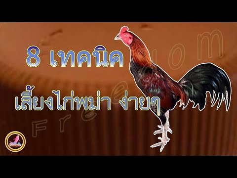 เทคนิคฝึกไก่สายพันธุ์พม่าให้พร้อมและสมบูรณ์แข็งแรง..!!!