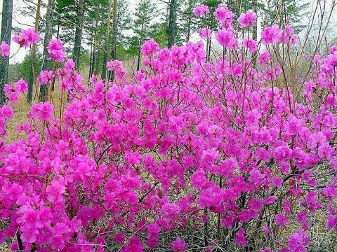 Скачать песню ах багульник
