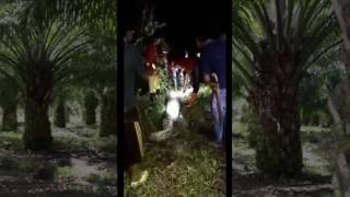 Seorang Petani Kelapa Sawit Di Makan Ular