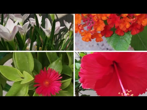Blooming flowers🌸🌺🌻🌹🌷🌼💐 in my garden # Summer flowering plants