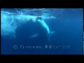 くじらの親子 水中映像　 Whale mother and child.