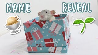 Baby Rats Name Reveal
