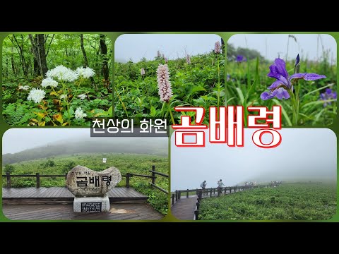숨겨진 천상의 화원, 인제 곰배령!🌿 야생화 가득한 꿈의 숲길을 걷다   예약 없인 못 가는 그곳! 곰배령