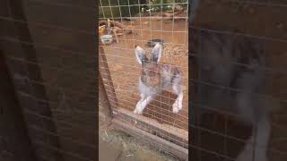 Hare Protects His Wife. Суслик Защищает Жену И Детей 💪 #Bunny #Angry #Attack