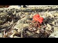 Hermit Crab Uses Huge Plastic Lego Block As Shell