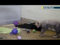Cheetah cubs pal up with puppy: Dallas Zoo uses labrador puppy as calming influence on baby big cats