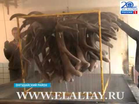 Скачать песню эта панты это панты