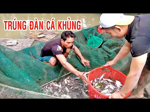 #84 l Dỡ chà ăn tết l Đặc sản miền sông nước l fishing