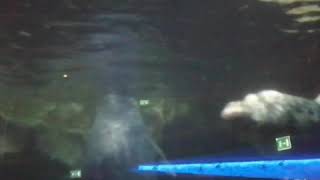 Sea Seal Underwater Wildlife