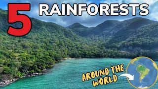 Rainforests Around The World Learning Made Fun