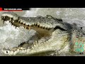 Crocodile attack: Mother in India saves daughter from becoming breakfast