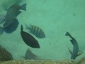 Canon Powershot D10 Underwater Footage, Puerto Adventuras