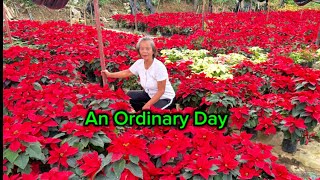 Visiting My Village Flower Farms To Brighten The Day