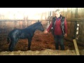 Cavallo murgese di 6 giorni