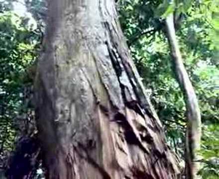 gaharu sabah