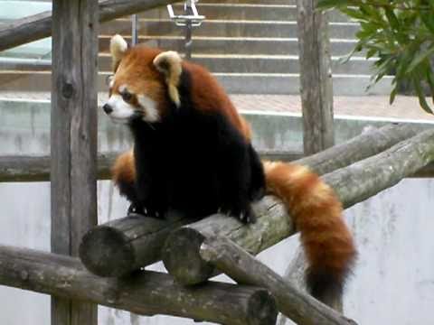 レッサーパンダのアイリ＠大島公園動物園