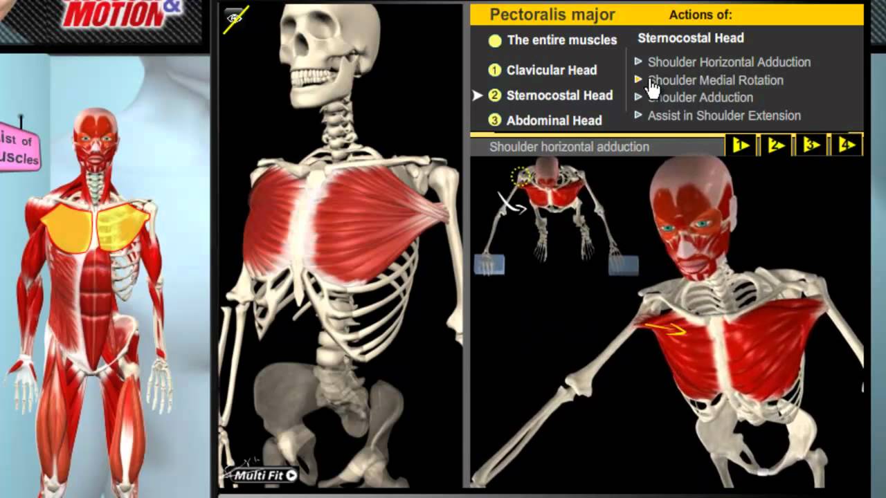 Muscle and Motion - Anatomy of the Muscular System - YouTube